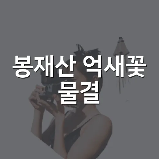 봉재산 억새꽃 물결