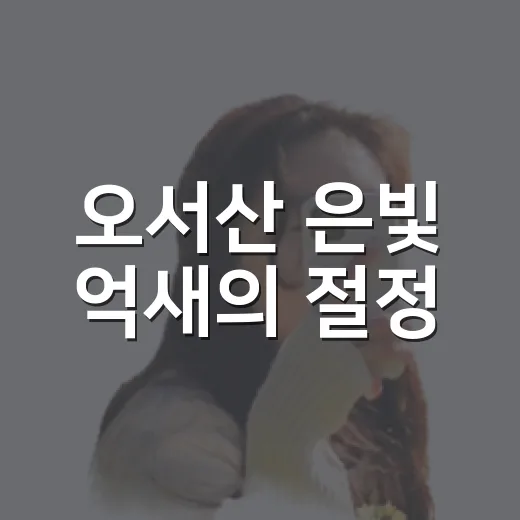 오서산 은빛 억새의 절정
