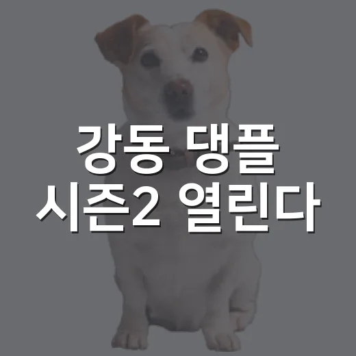 강동 댕플 시즌2 열린다