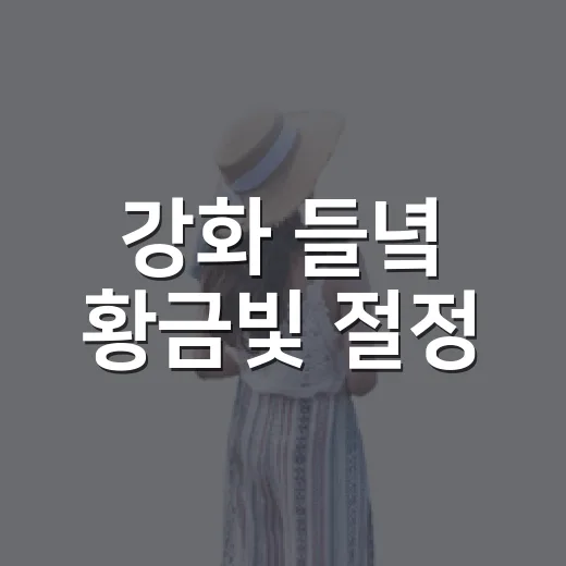 강화 들녘 황금빛 절정