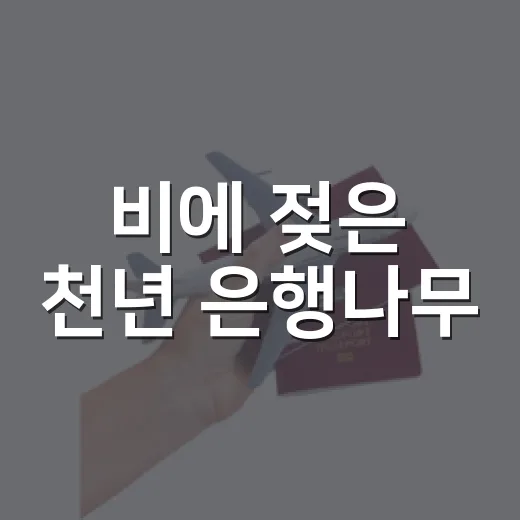 비에 젖은 천년 은행나무