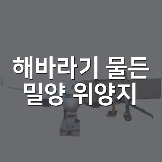 해바라기 물든 밀양 위양지