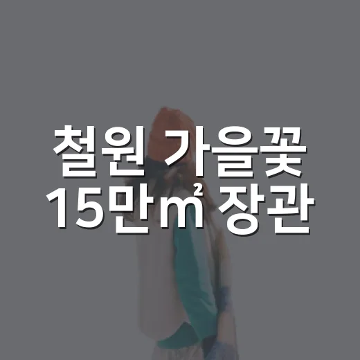 철원 가을꽃 15만㎡ 장관