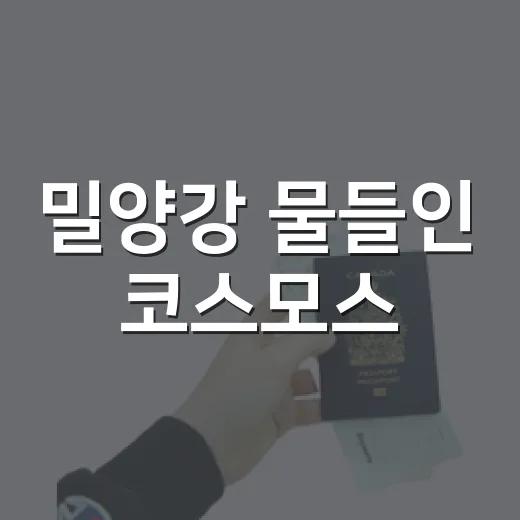 밀양강 물들인 코스모스