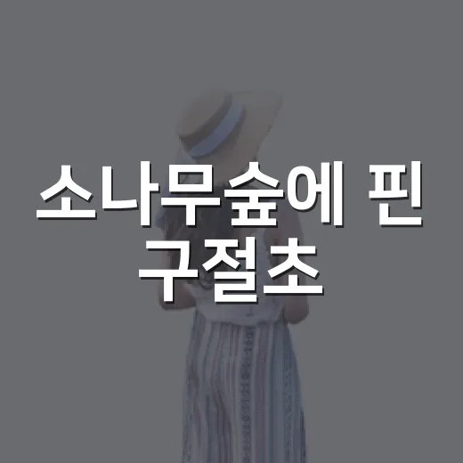소나무숲에 핀 구절초