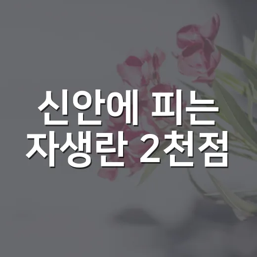 신안에 피는 자생란 2천점