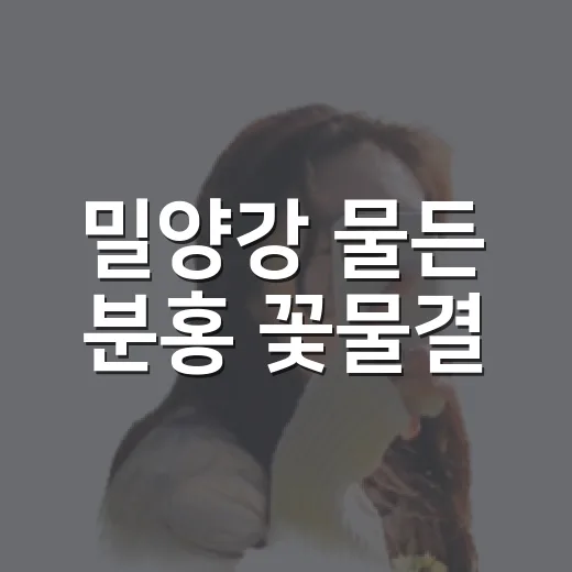 밀양강 물든 분홍 꽃물결
