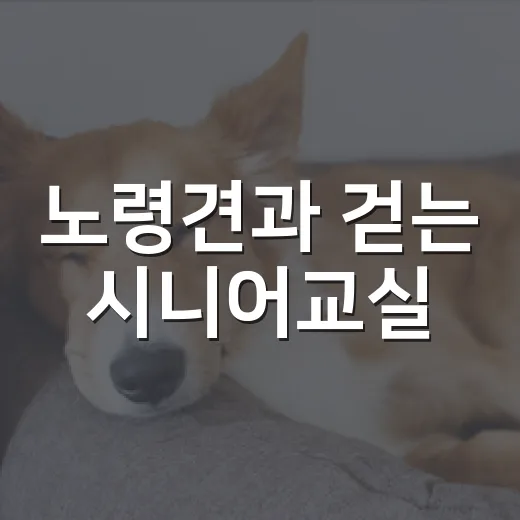 노령견과 걷는 시니어교실