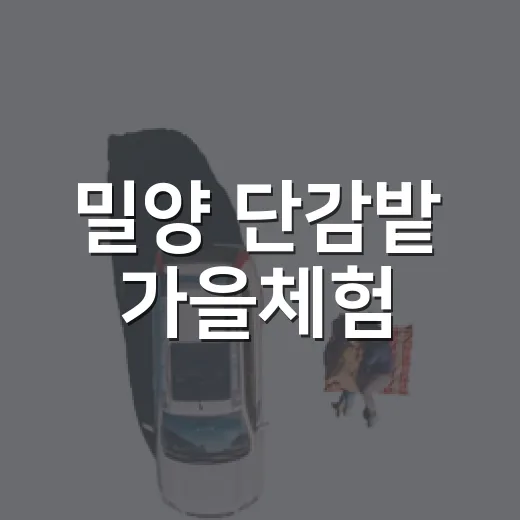 밀양 단감밭 가을체험