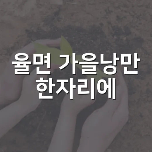 율면 가을낭만 한자리에